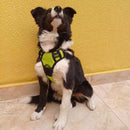 Peitoral Reforçado com Guia para Cachorros